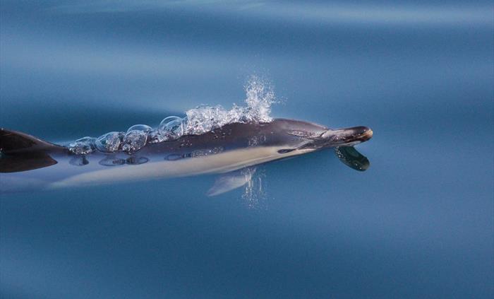 Common dolphin seen on one of our trips.